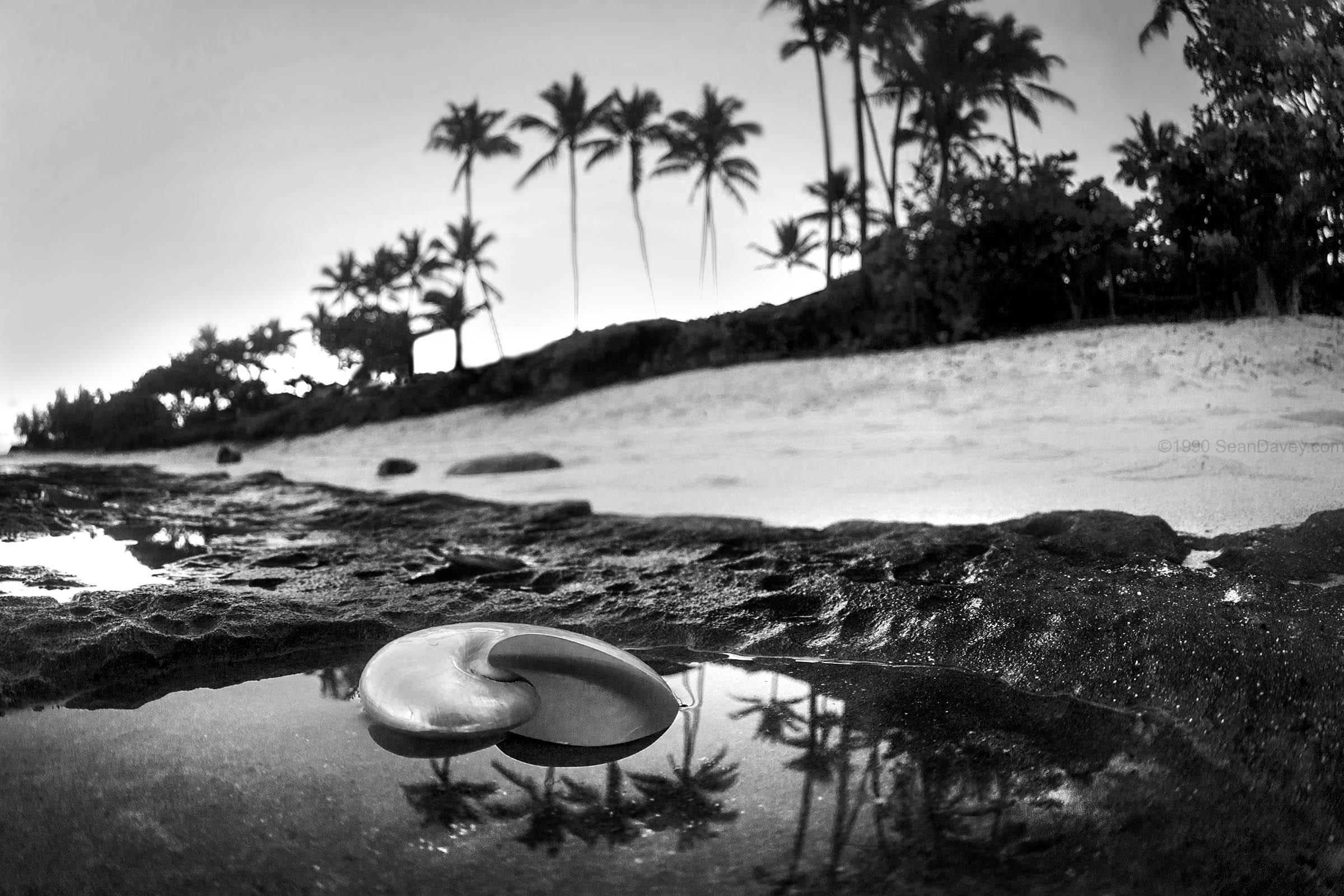 Seaside Treasure