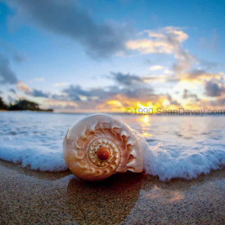 Shell Creature