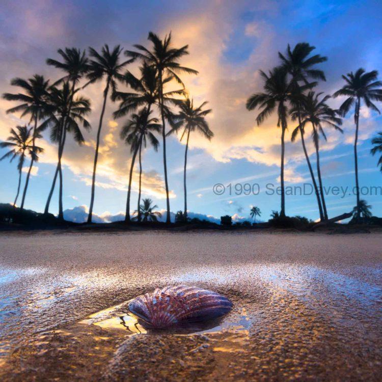 Shell Palms