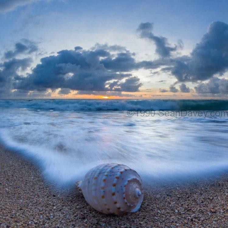 Shell Roll
