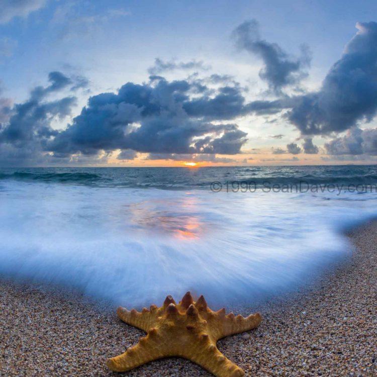 Starfish Delight