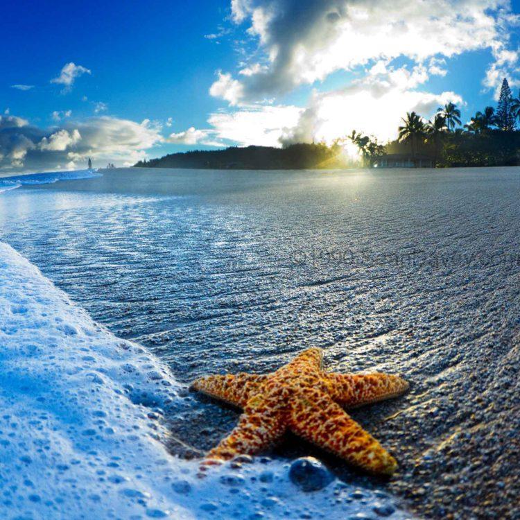 Starfish Sunrise