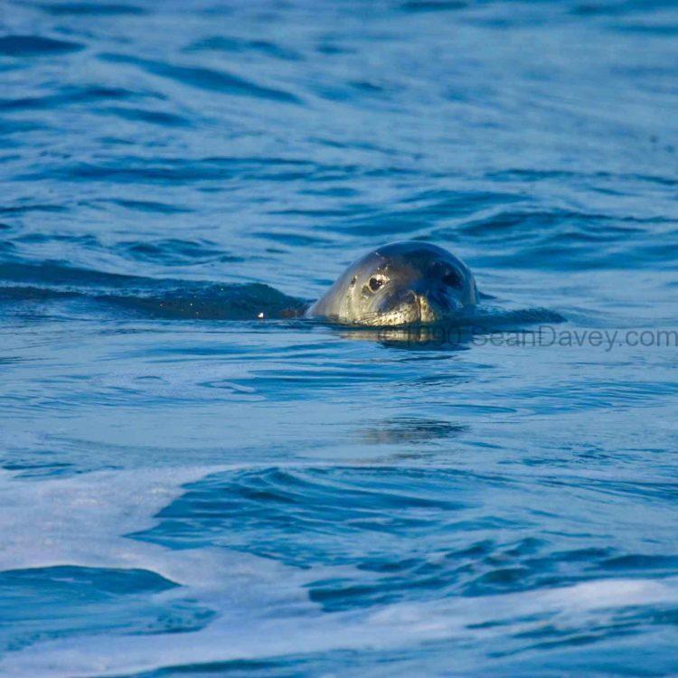 Monk Seal Submerged
