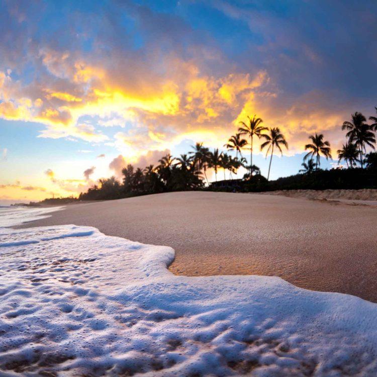 Sunrise Palms and Foam