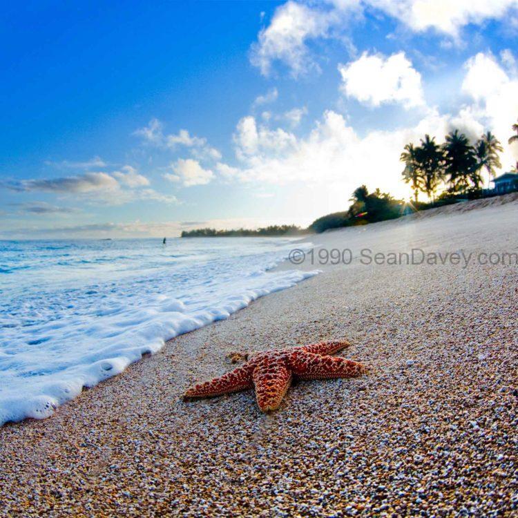 Sunrise Starfish