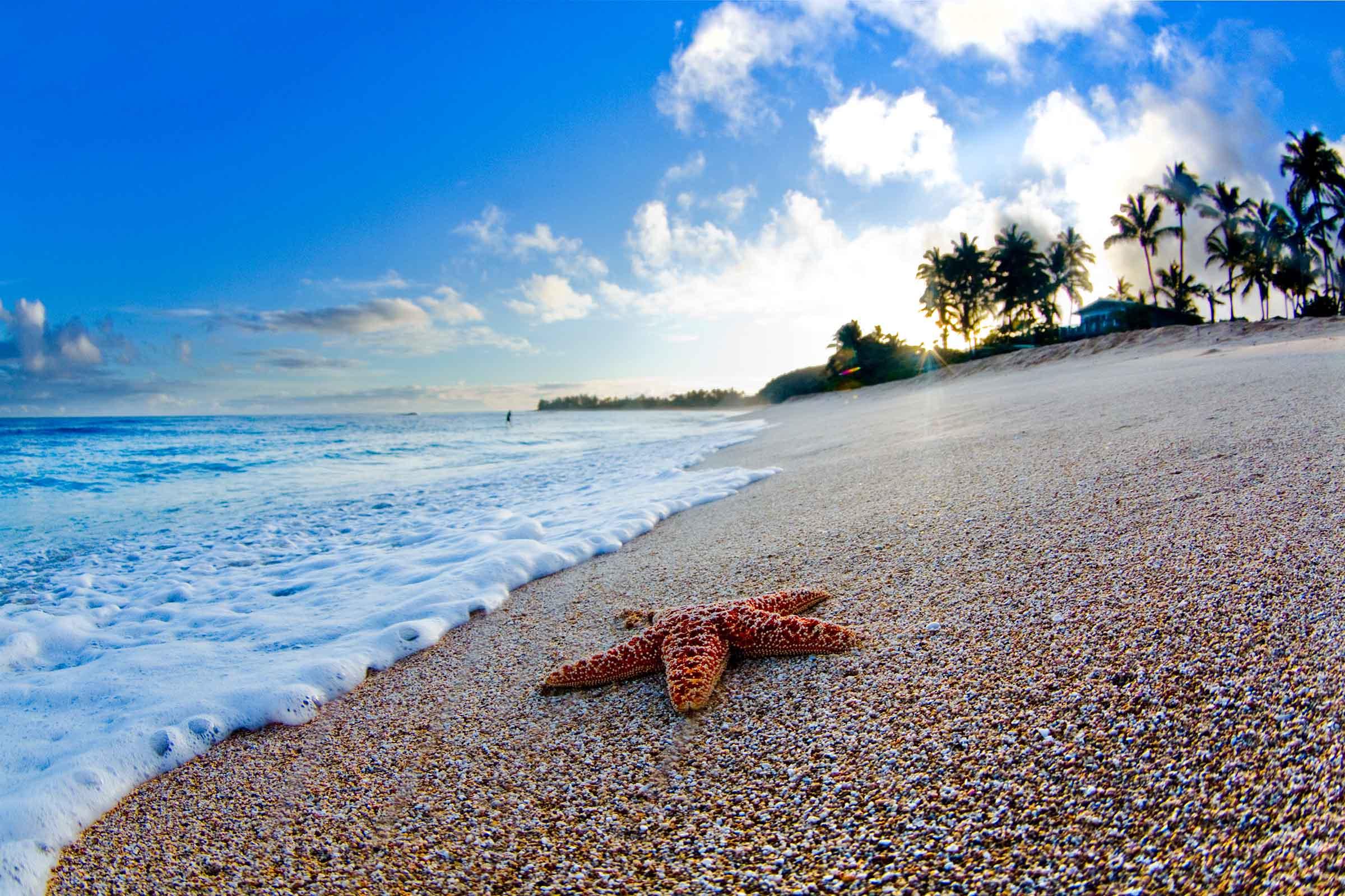 Sunrise Starfish