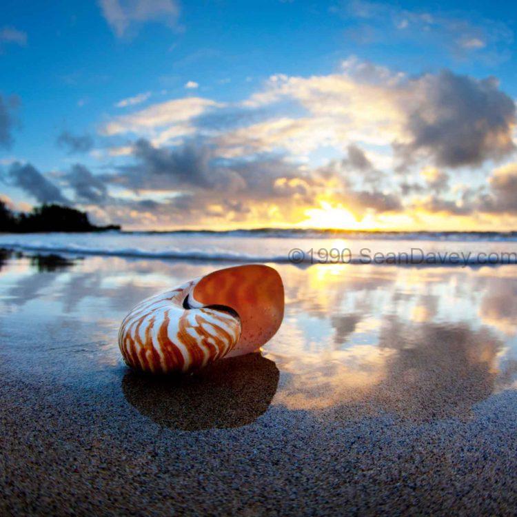 Tiger Nautilus Sunrise