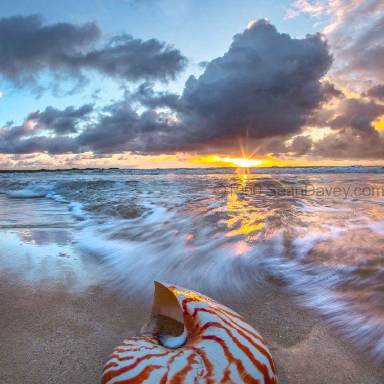 Tiger Swirl