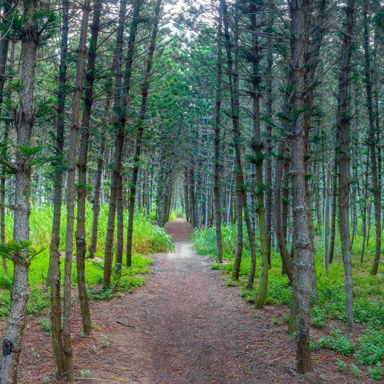 Turtle Bay Tree Path