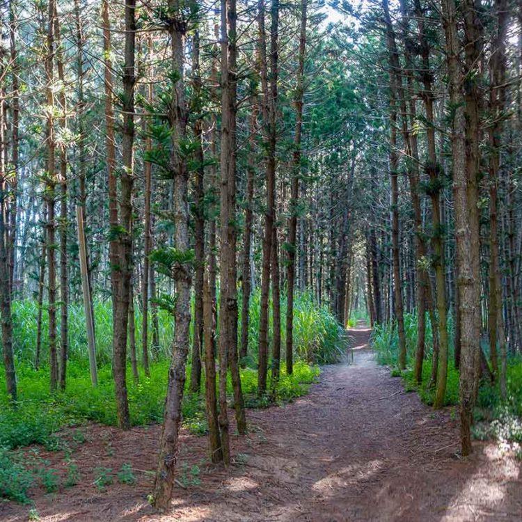 Turtle Bay Tree Path 2