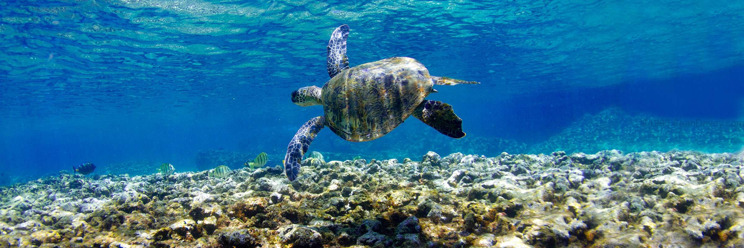 Turtle Glide - Image 3