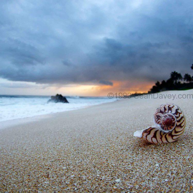 Twirly Shell