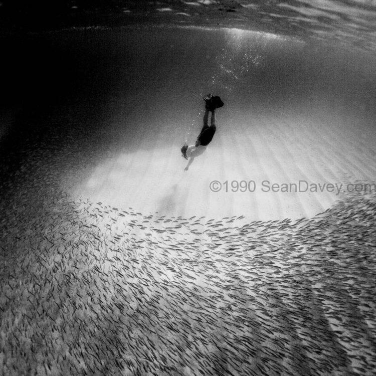 Waimea Fish Dive