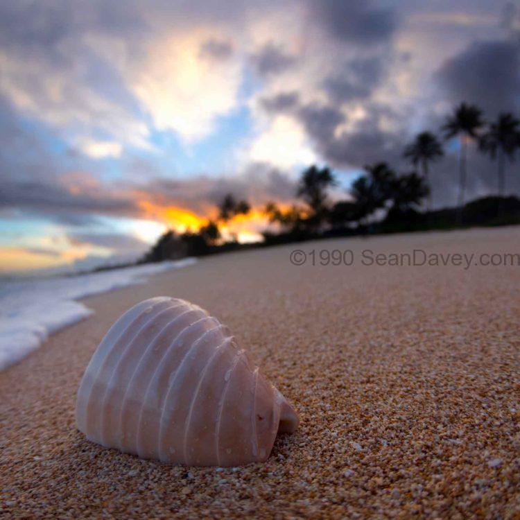 Wrinkly Shell Palms