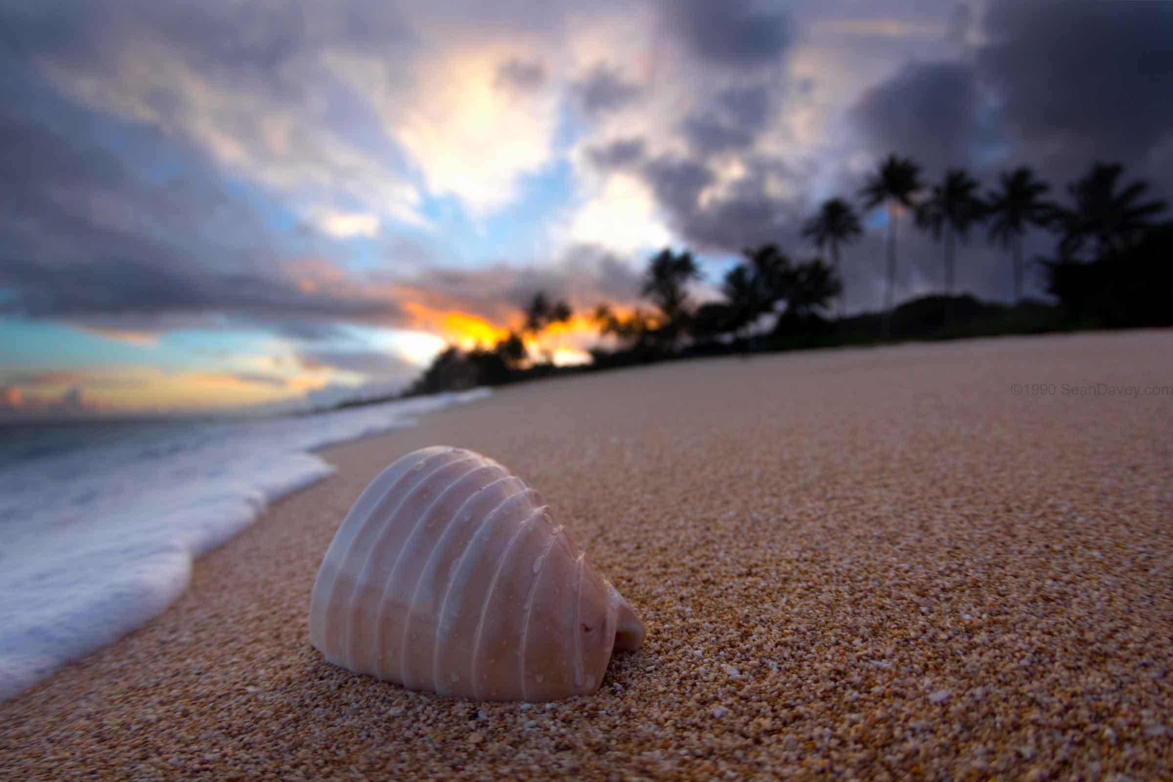 Wrinkly Shell Palms