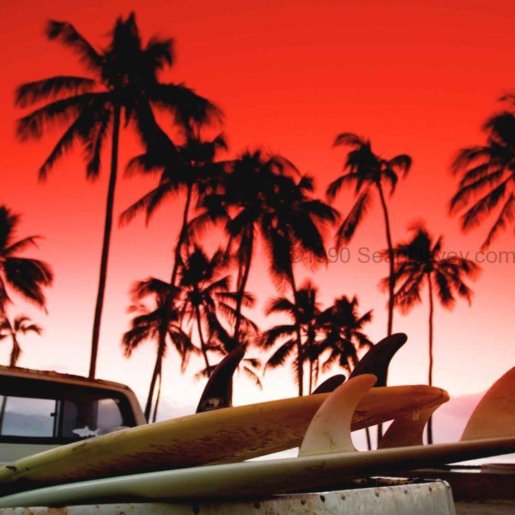 Fin & Palms
