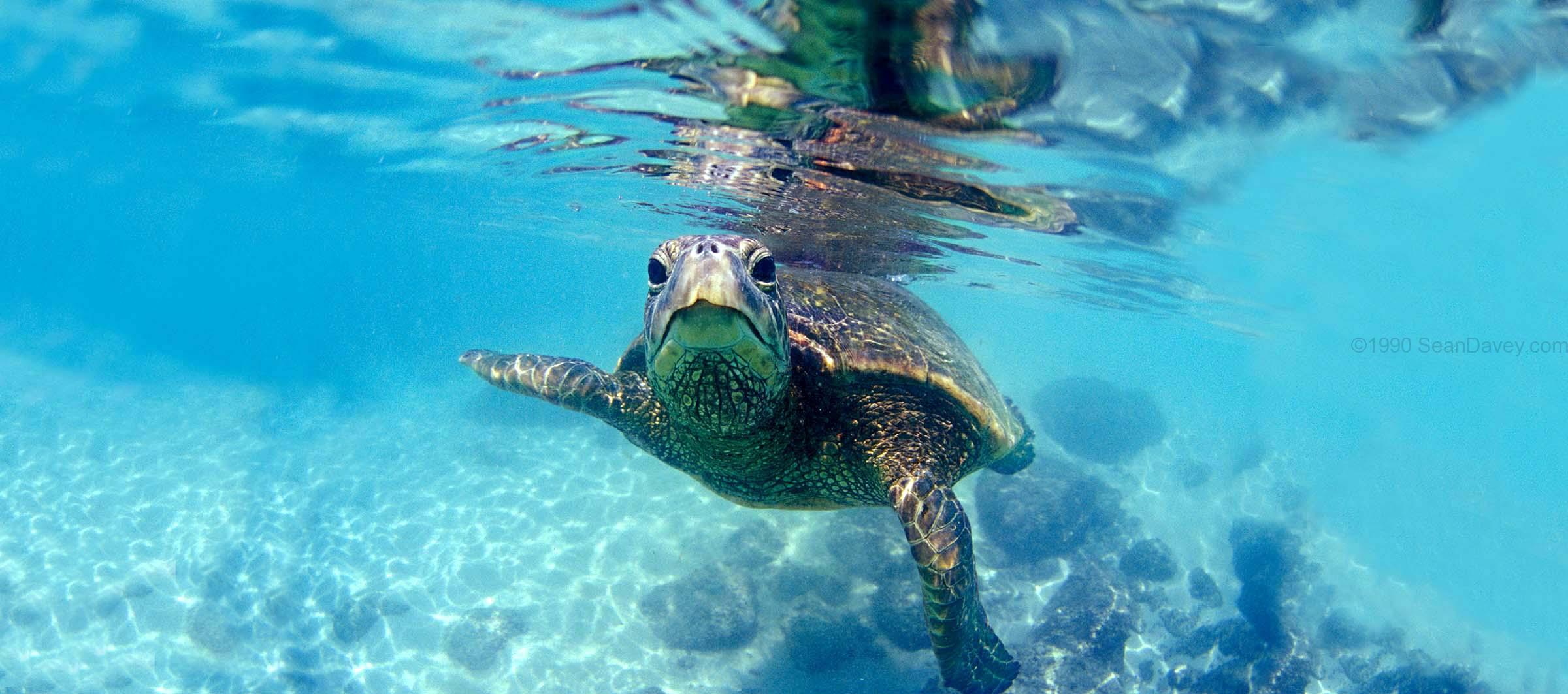 Friendly Hawaiian Sea Turtle - Image 3