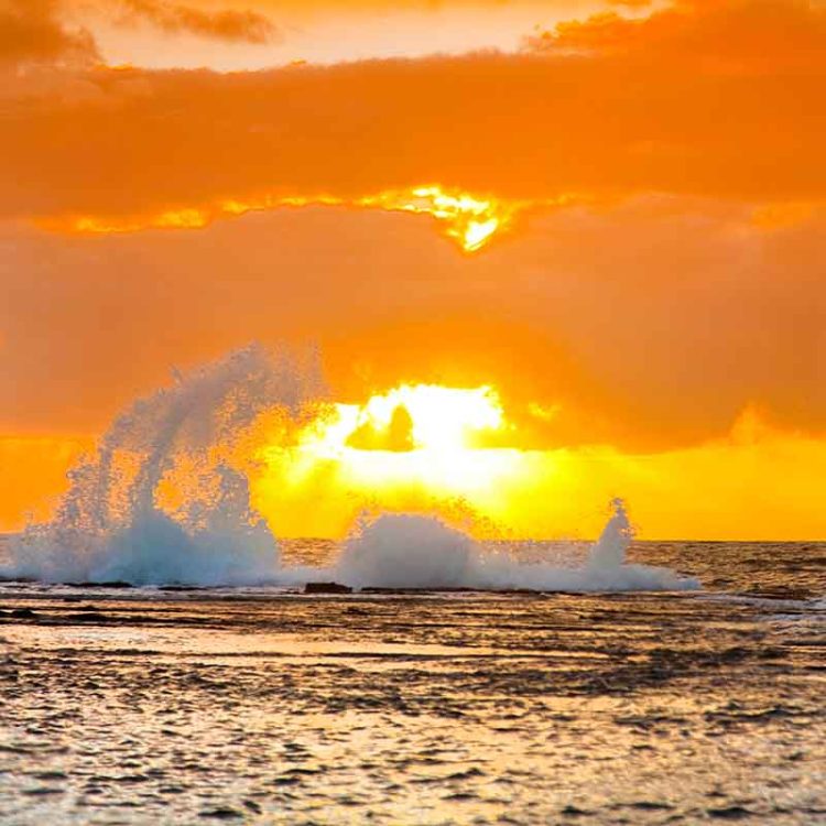 Apricot Splash