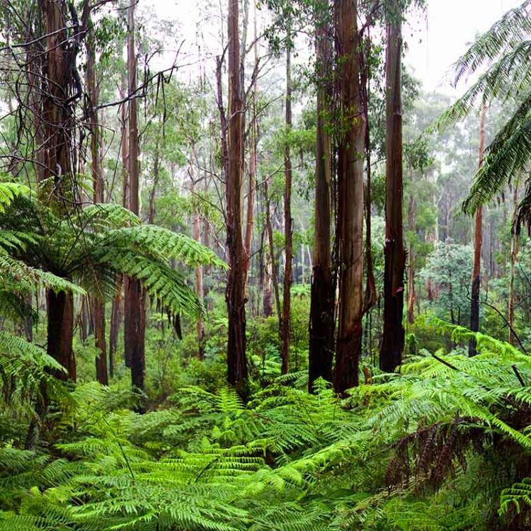 Aussie Rainforest