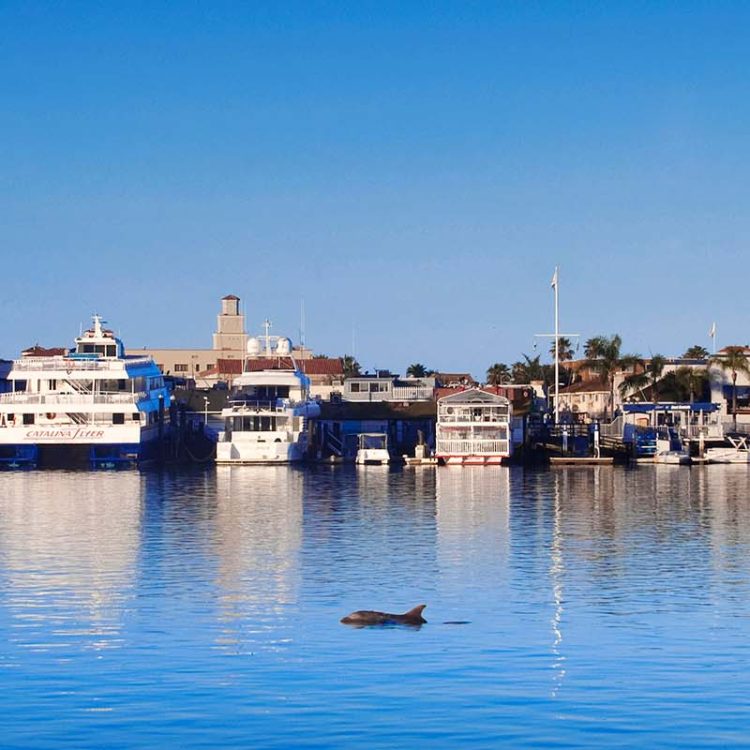 Balboa Island, California, panorama, dolphin, sea life, horizontal, calm water, Newport, sunrise; twilight; coastal pictures, panorama, horizontal, sea, ocean, seascape, sea pier, ocean pier, sunrise, twilight, canvas, canvas art art canvas, art prints,