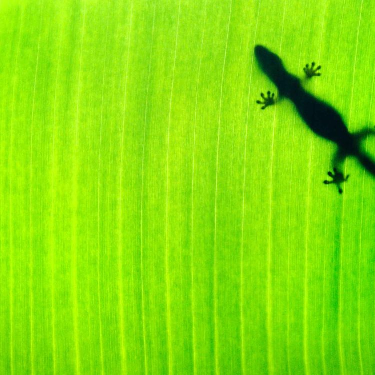 Banana Leaf Gecko