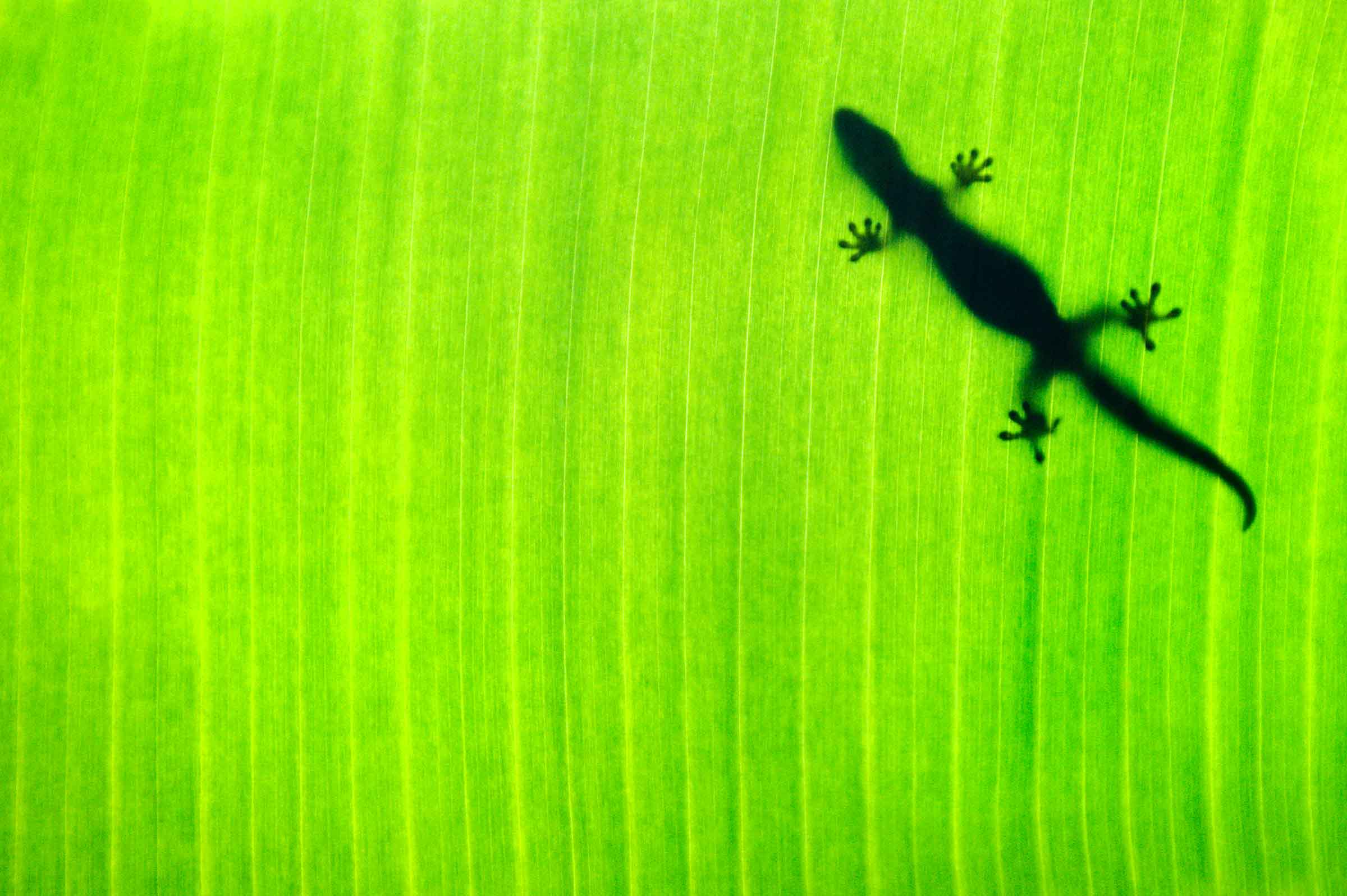 Banana Leaf Gecko