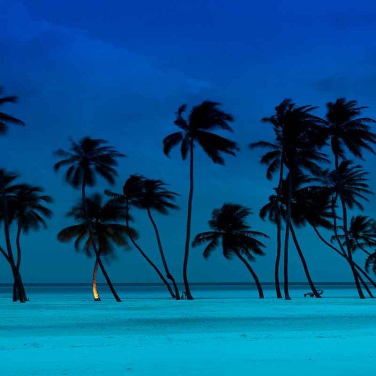 Blue Palms