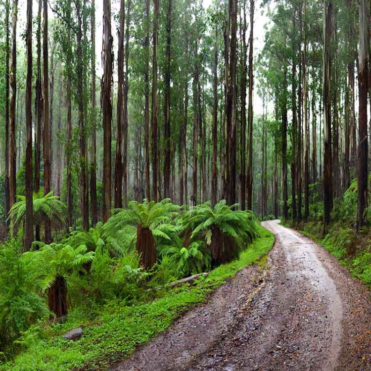 Bush Track