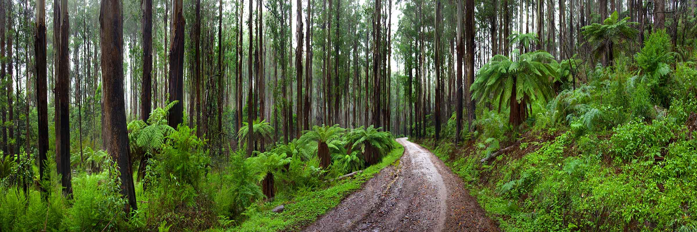 Bush Track