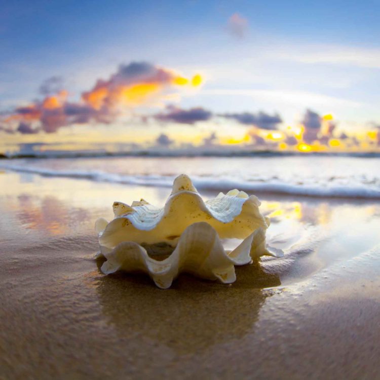 Clam Shell Dawn