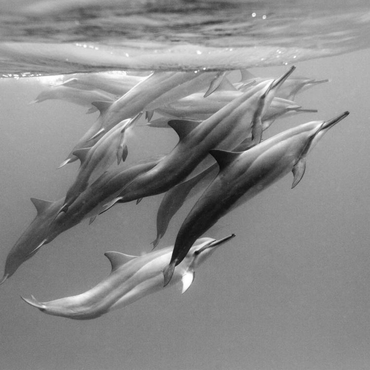 Dolphin Pod