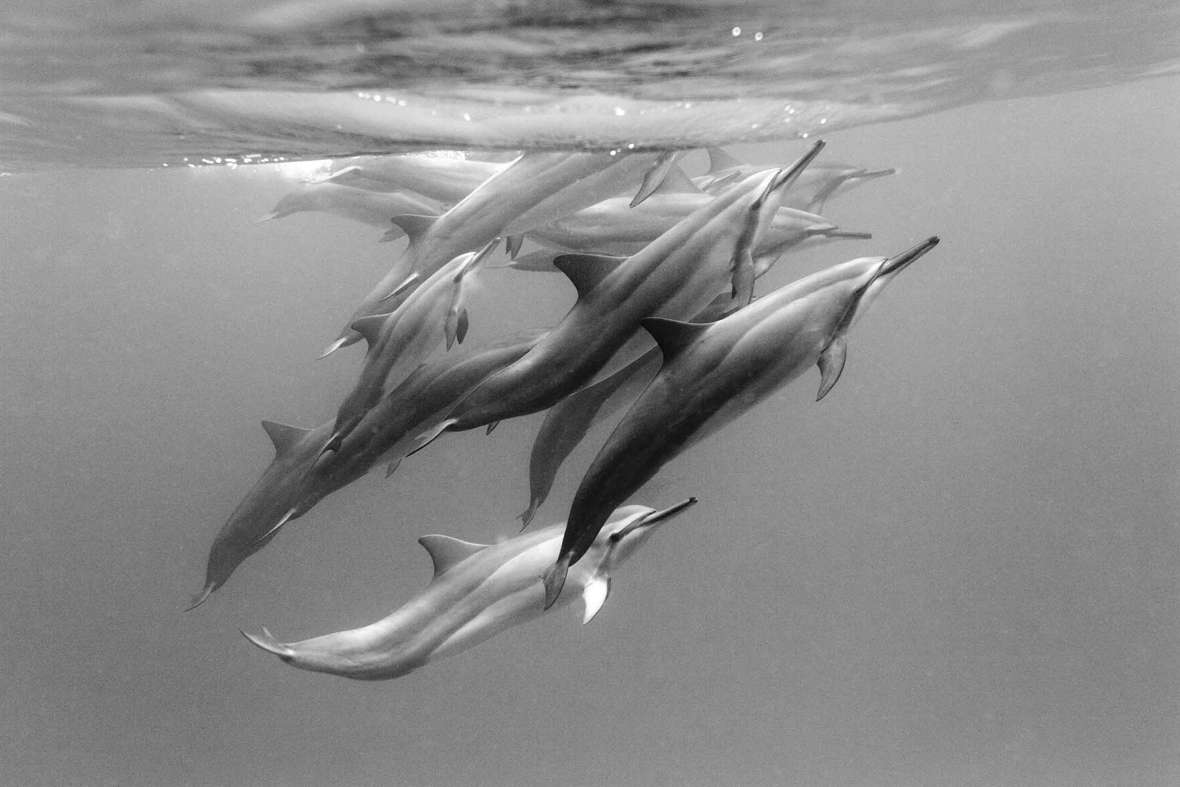 Dolphin Pod