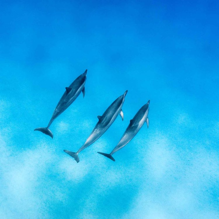 Dolphin Trio
