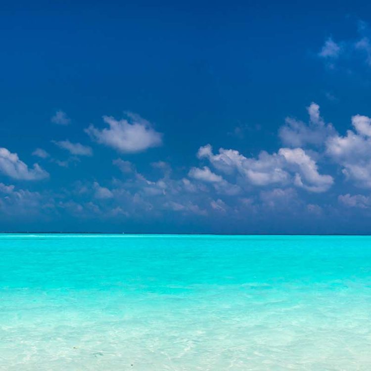Tropical Expanse