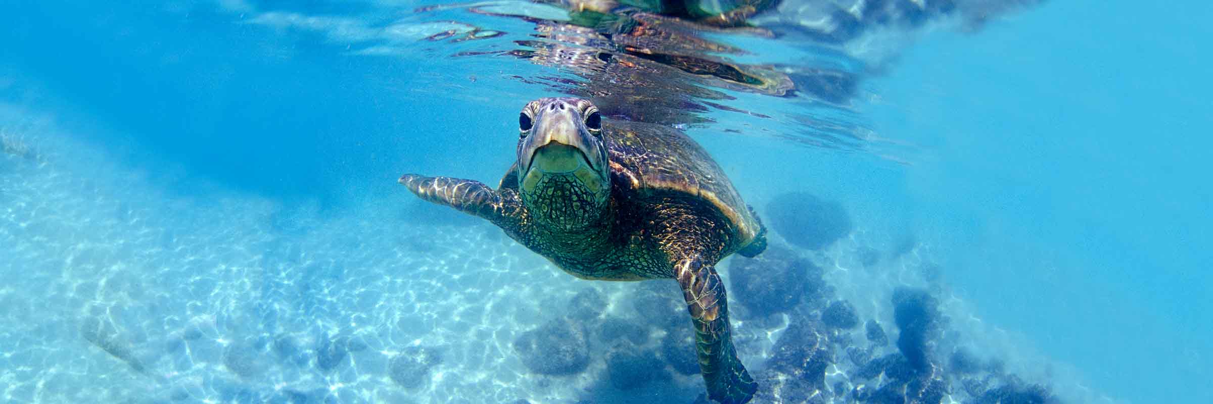 Friendly Hawaiian Sea Turtle - Image 2