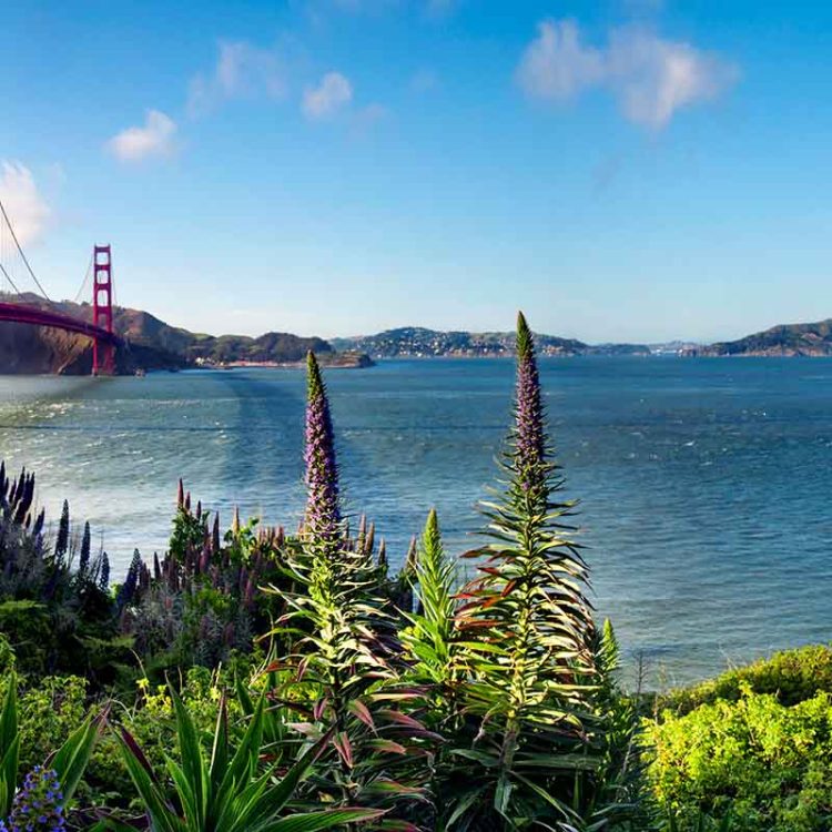 Golden Gate Flowers