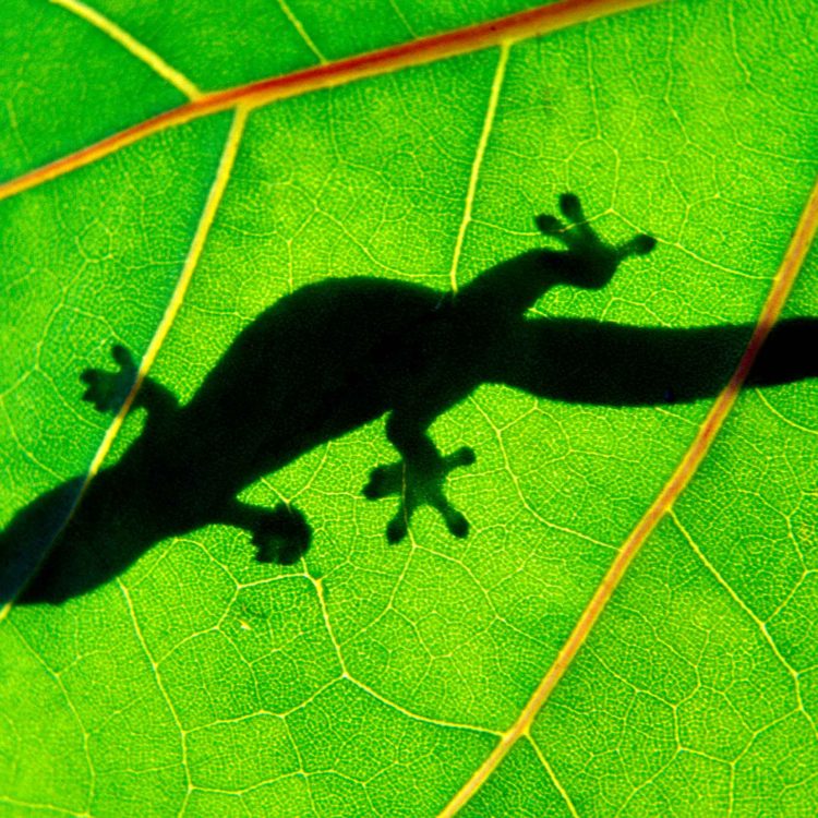 Green Gecko