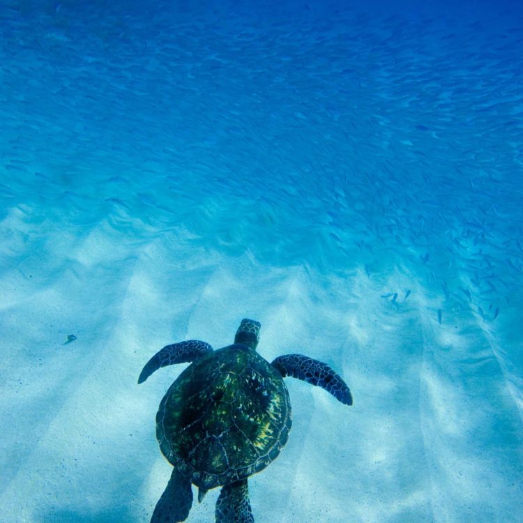 Hawaiian Sea Turtle 16