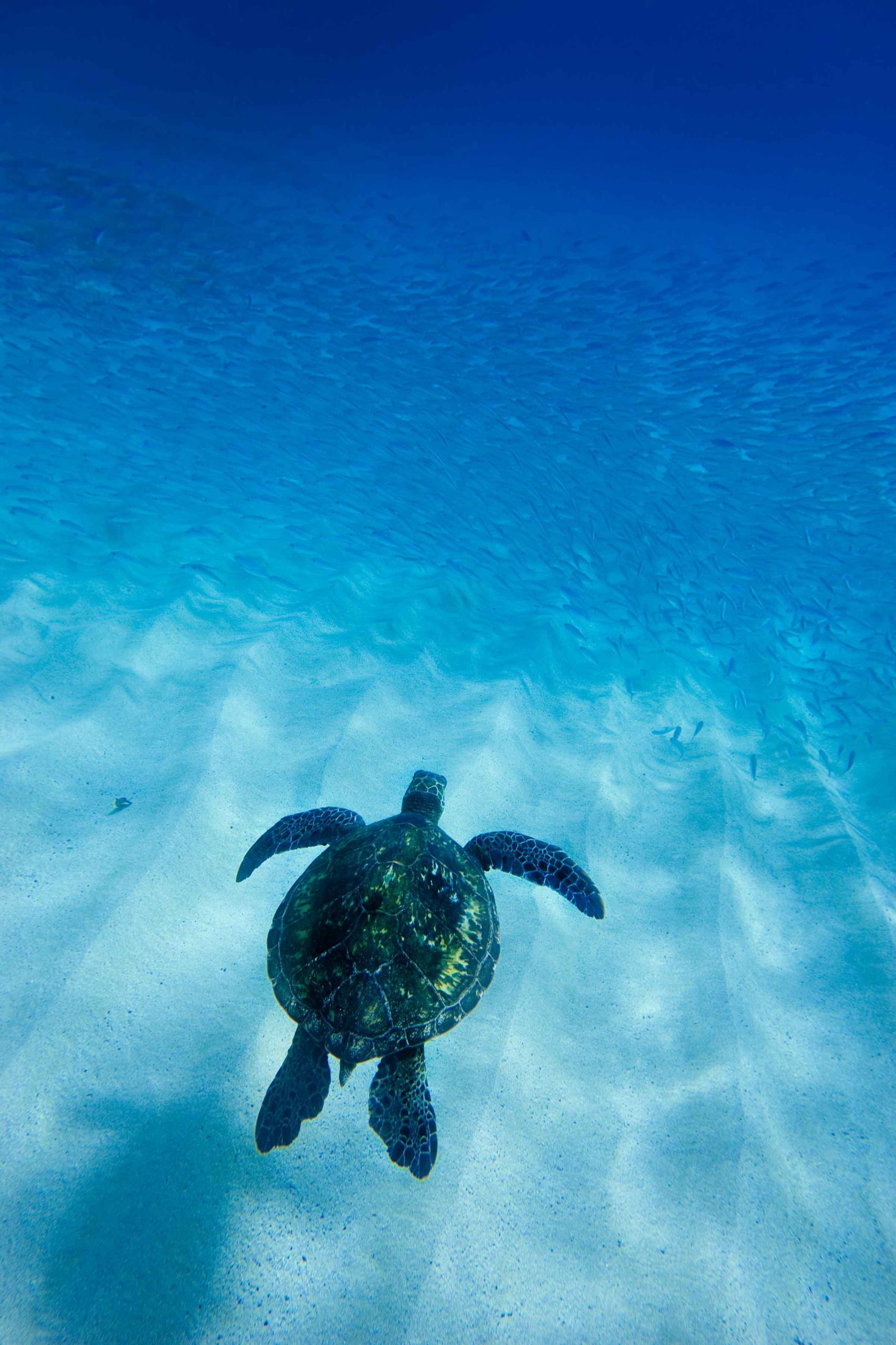 Hawaiian Sea Turtle 16
