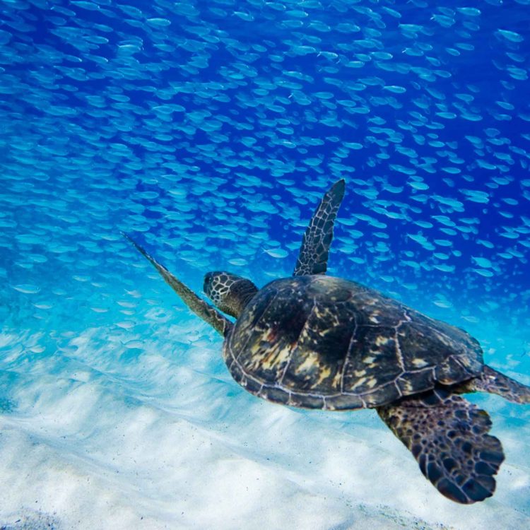 Hawaiian Sea Turtle 20