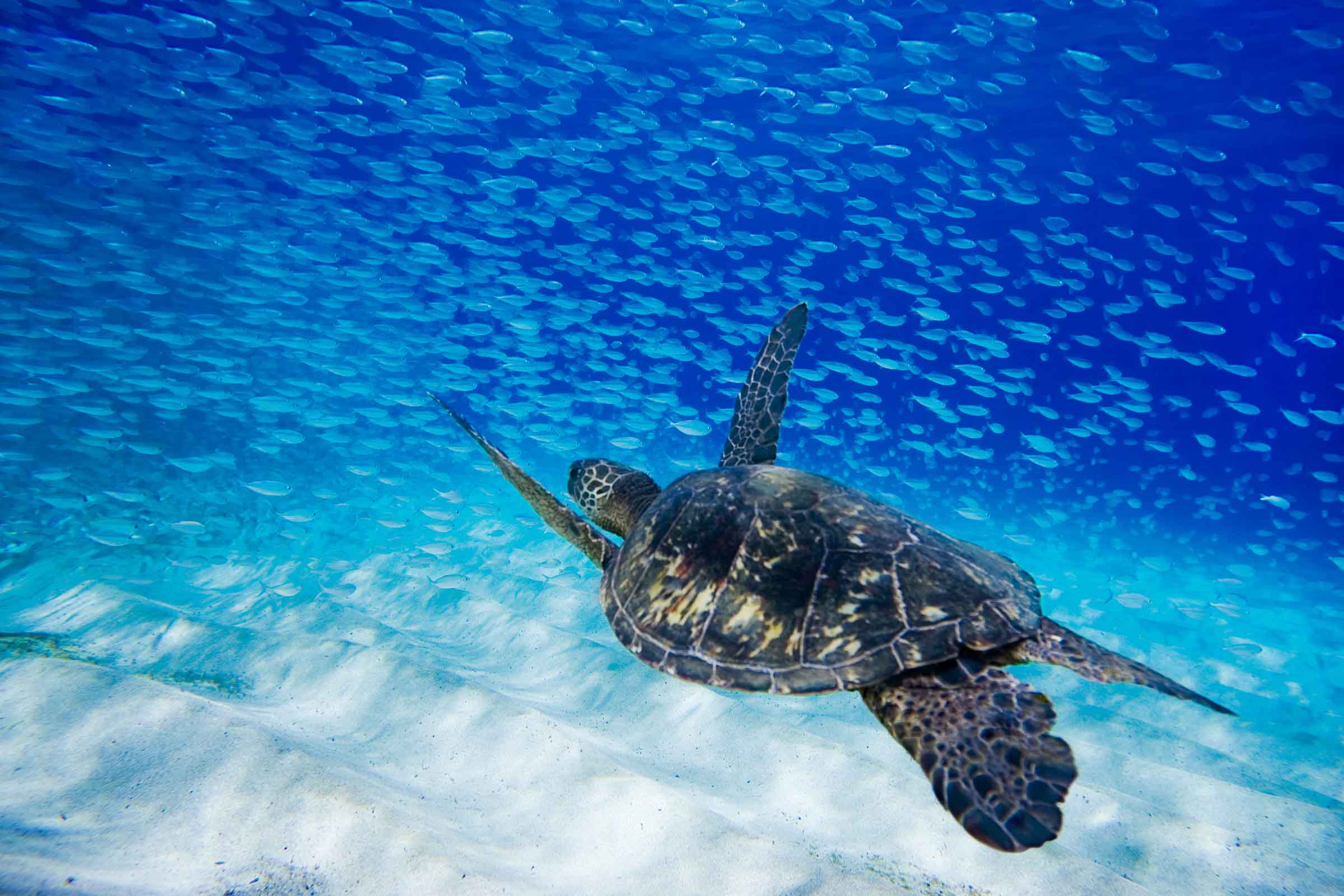 Hawaiian Sea Turtle 20