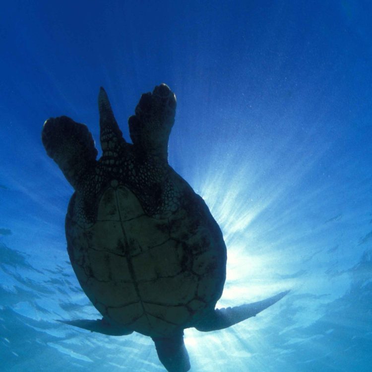 Hawaiian Sea Turtle 25