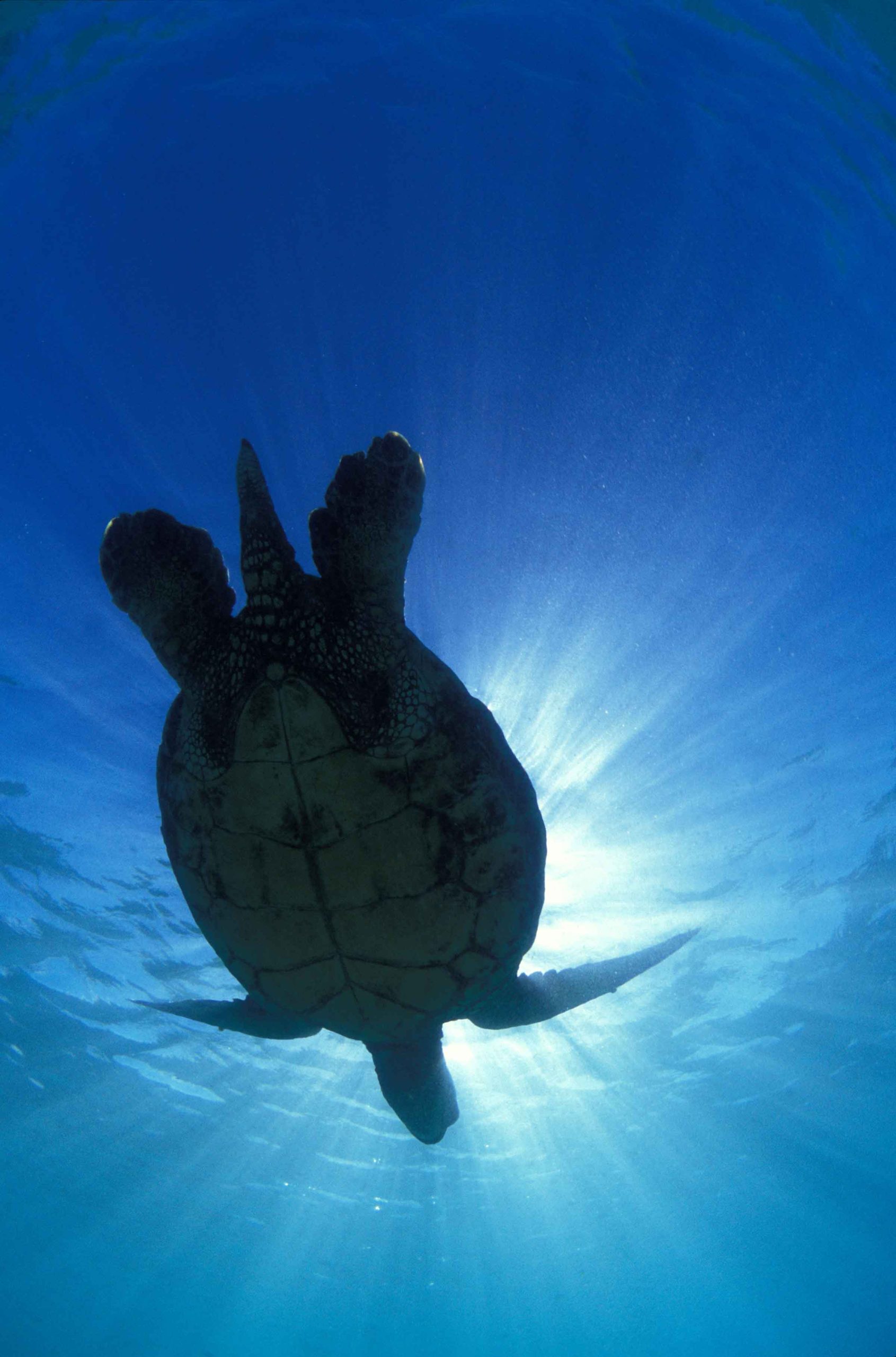 Hawaiian Sea Turtle 25