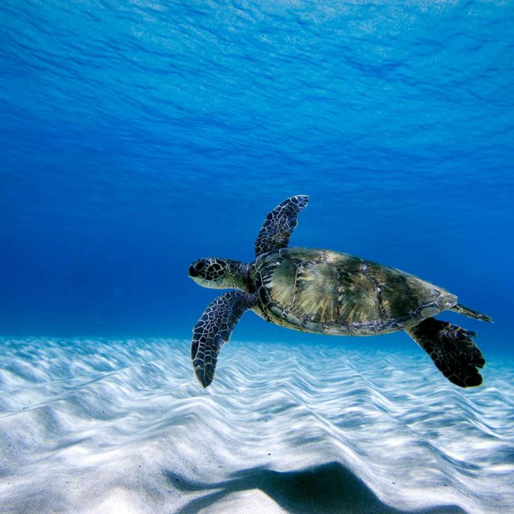 Hawaiian Sea Turtle 2