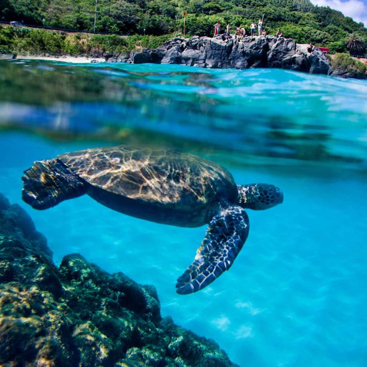 Hawaiian Sea Turtle 6