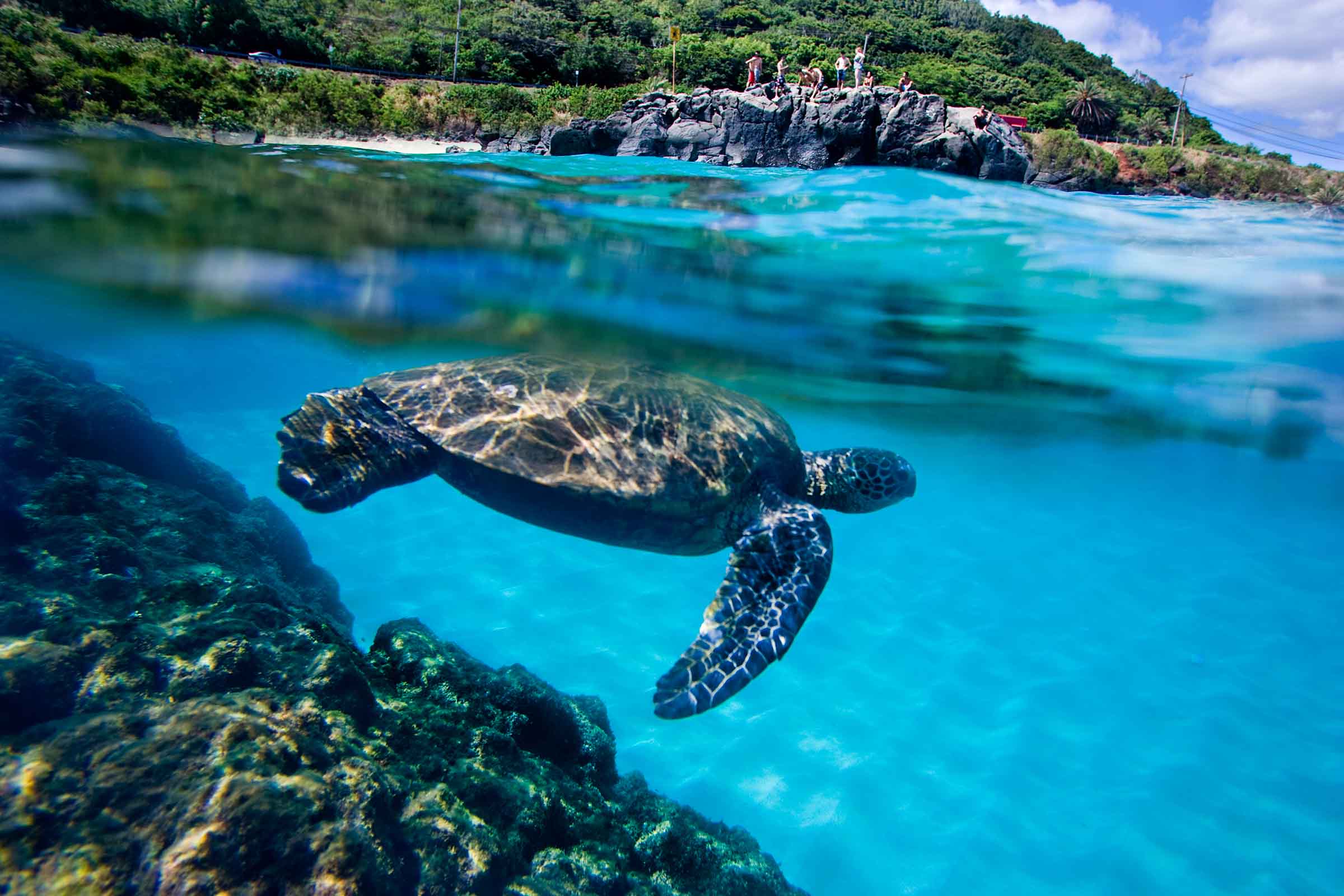 Hawaiian Sea Turtle 6