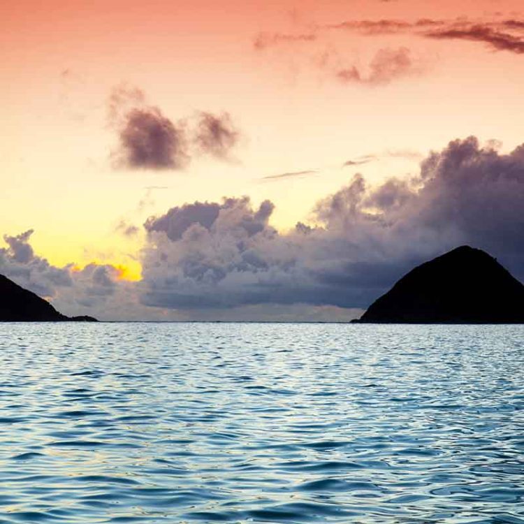 Island Wink