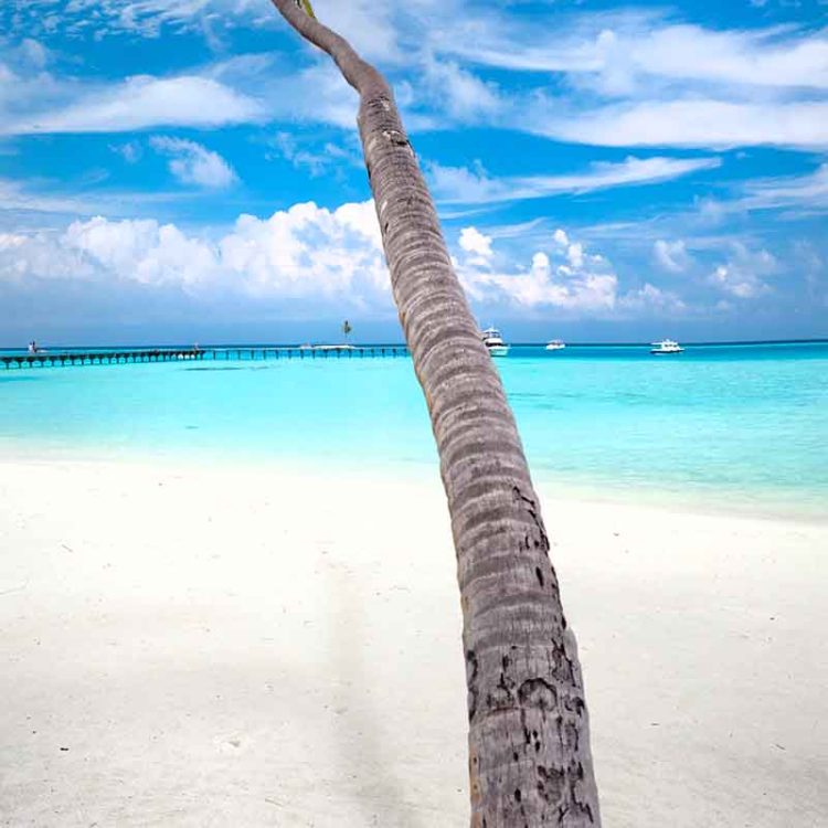 Vertical Leaning Palm