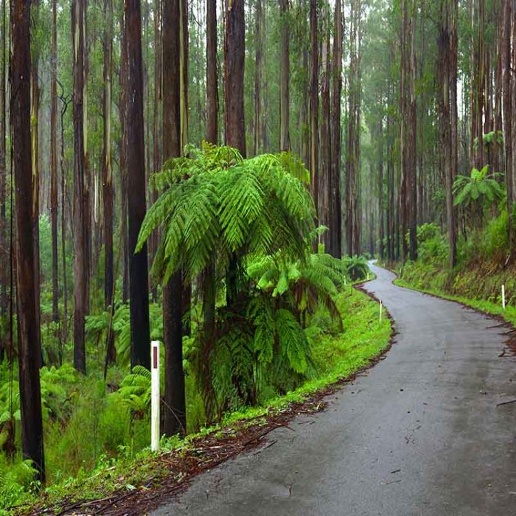Long Winding Road