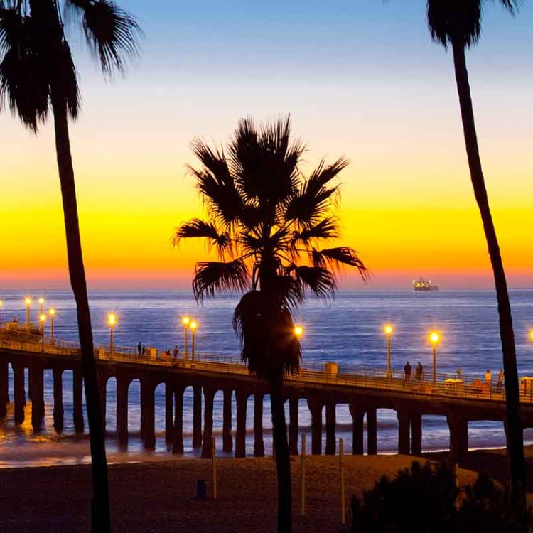 Manhattan Pier Palms